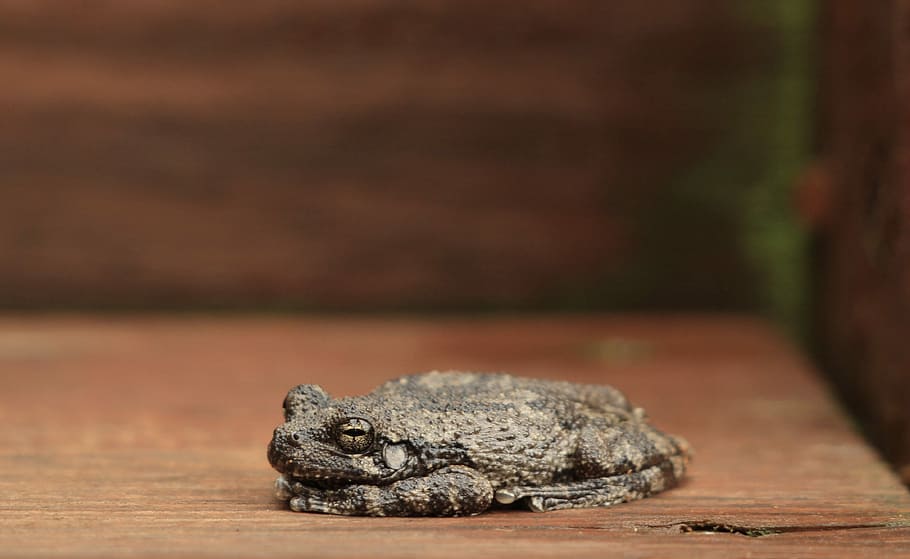 frog, nature, toad, wildlife, animal wildlife, reptile, animal themes HD wallpaper