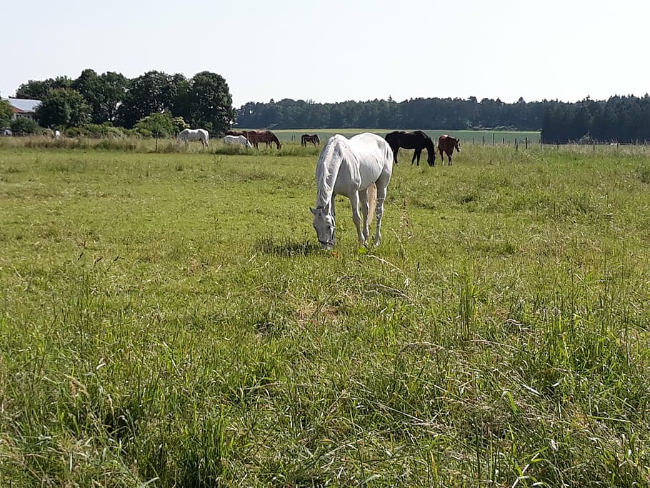 coupling, horses, pasture, field, meadow, nature, float, domestic animals HD wallpaper