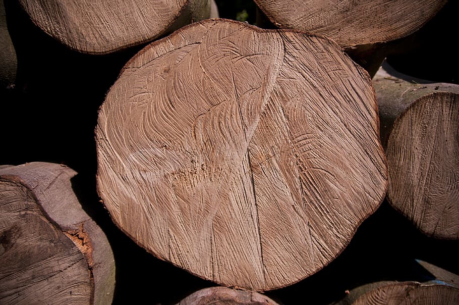 tree, texture, forest, gardening, the bark, trunk, the structure of the HD wallpaper