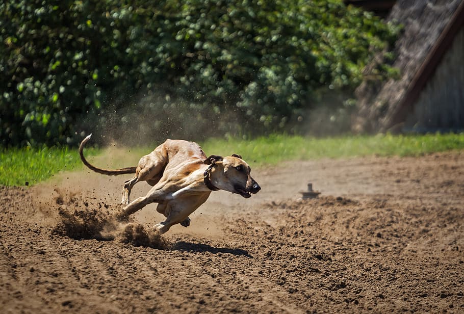 adult tan dog running on dirt pathway during daytime, greyhound