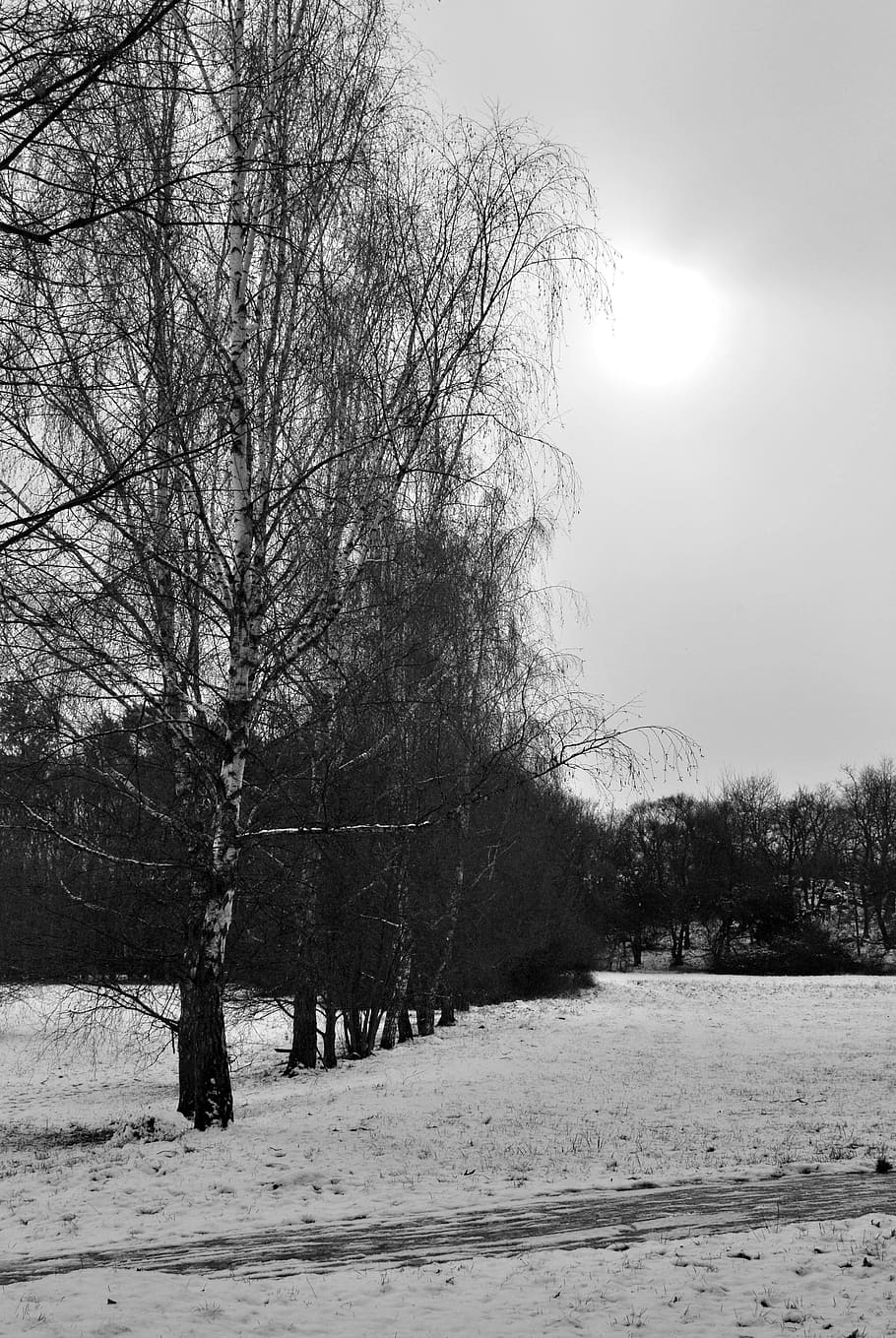 black and white, trees, nature, plant, snow, winter, bare tree HD wallpaper
