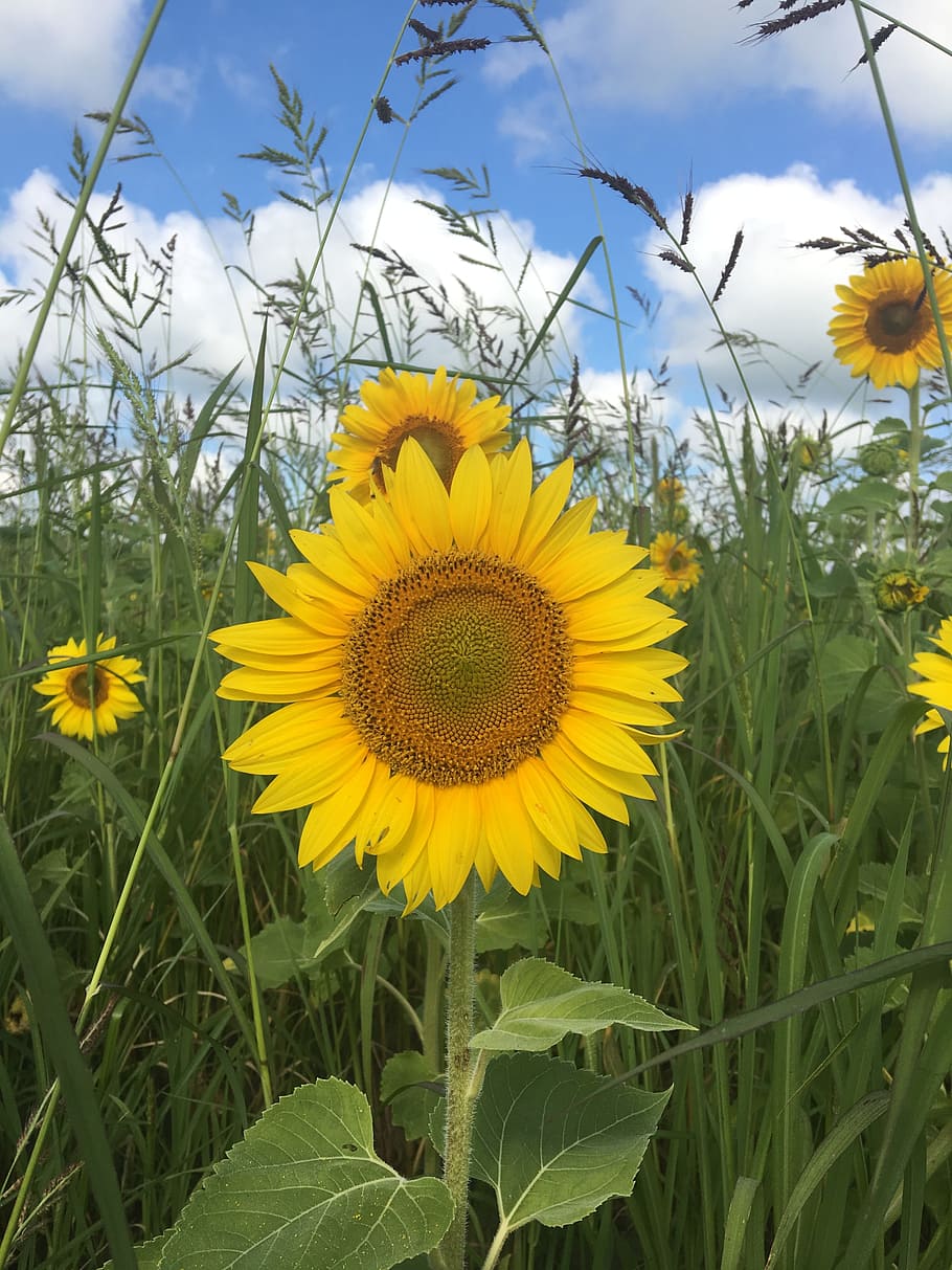 flower, sun, nature, spring, yellow, plant, floral, sunflower HD wallpaper