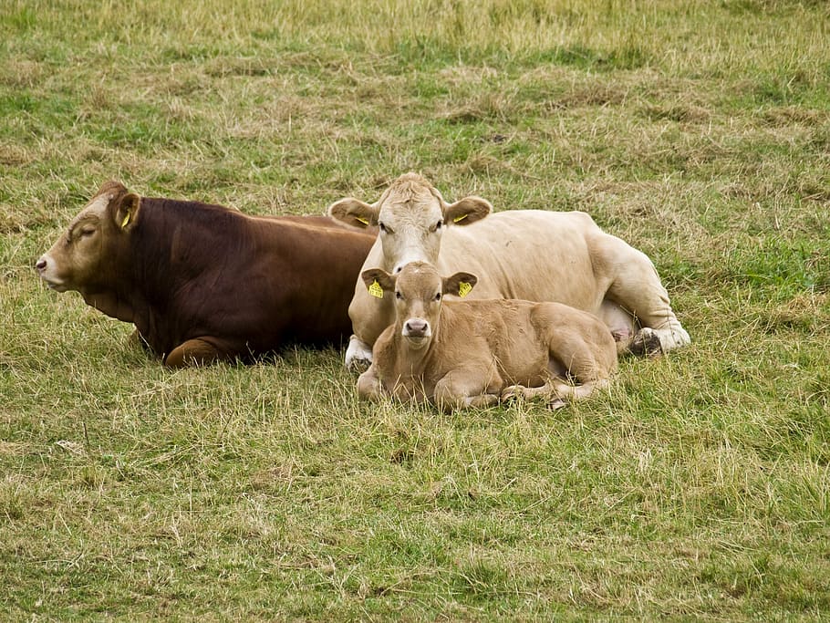 cattle, suckle, protect, cow, calf, beef, agriculture, livestock HD wallpaper