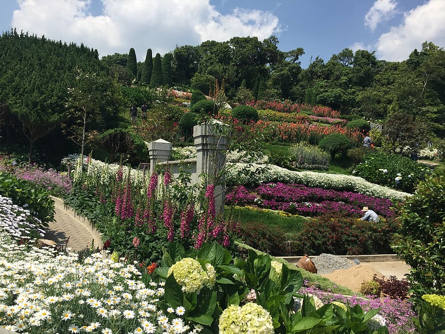 garden, doi intanon, flower, plant, flowering plant, tree, cloud - sky HD wallpaper