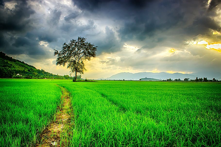 green leaf tree surrounded with green grass under gray clouds, HD wallpaper