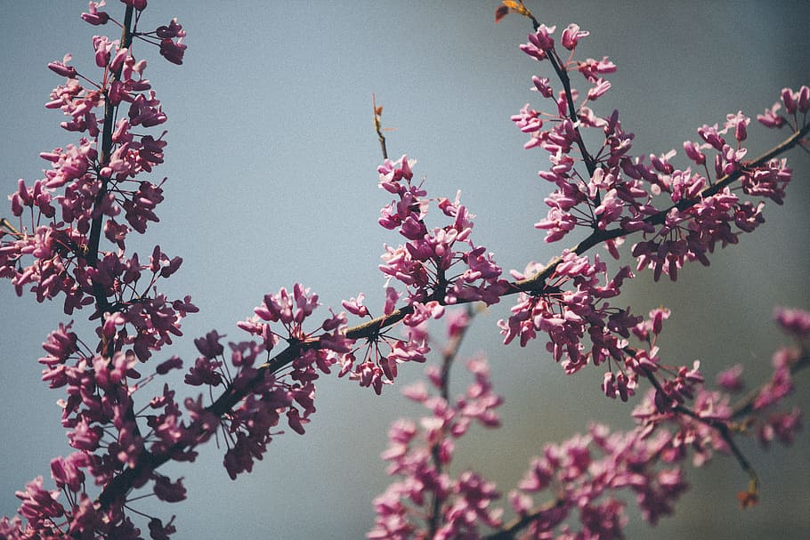 purple petal flowers, lavender flowers, sakura tree, pink, blossom HD wallpaper