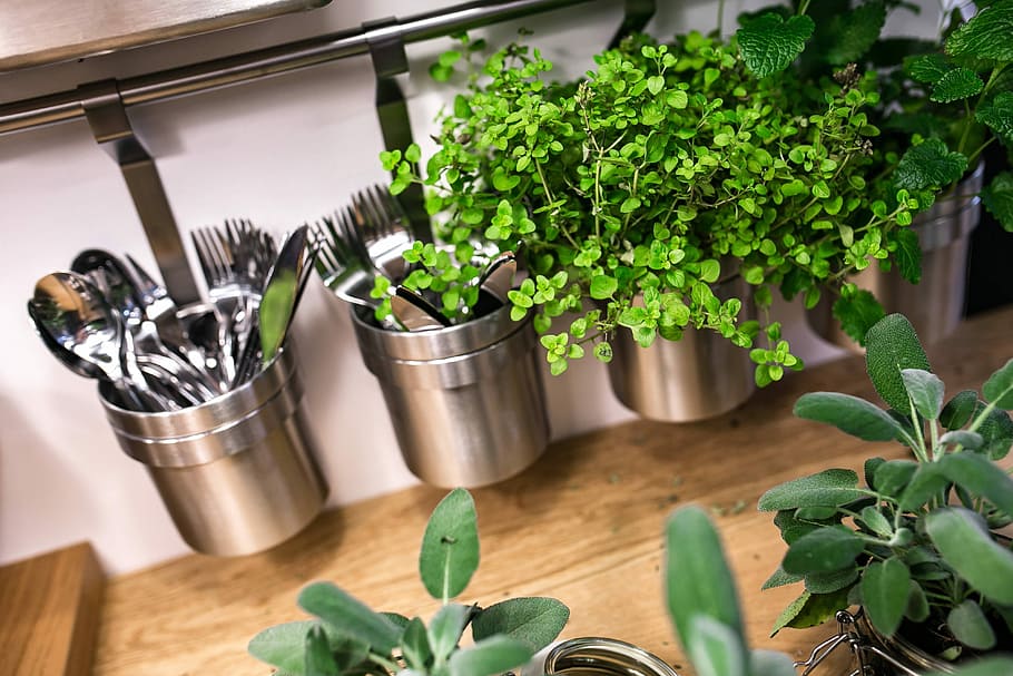 Green plants in glass jars on a table, pot, indoors, vegetable HD wallpaper