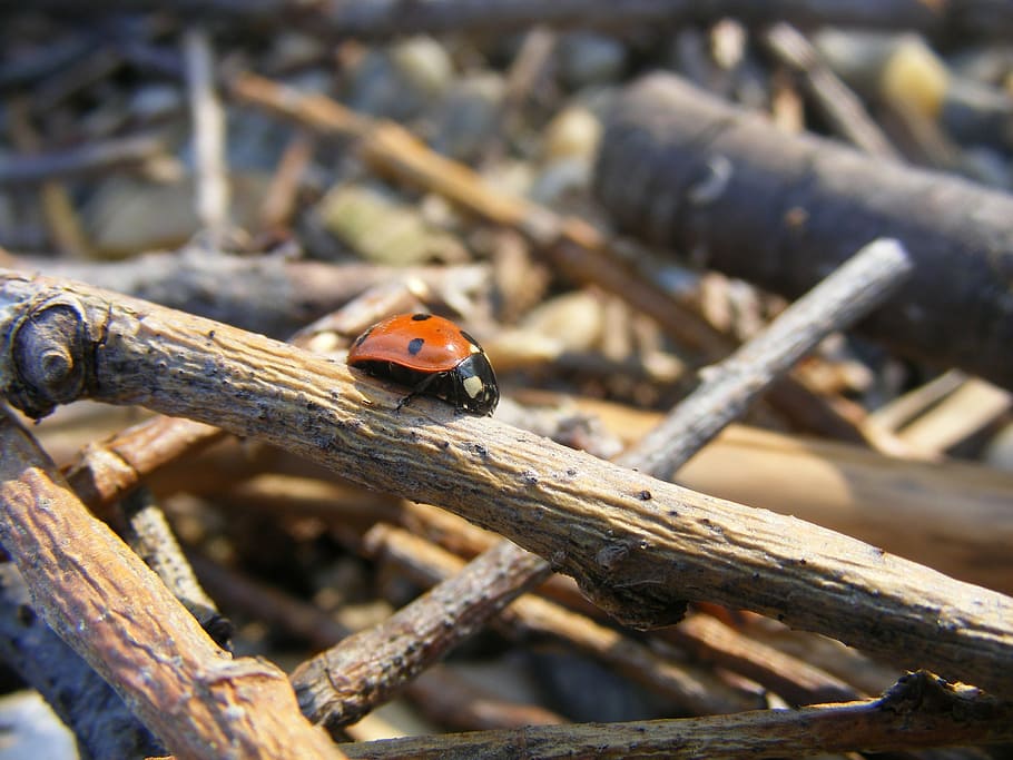 ladybug, wood, branch, animal wildlife, animal themes, animals in the wild HD wallpaper