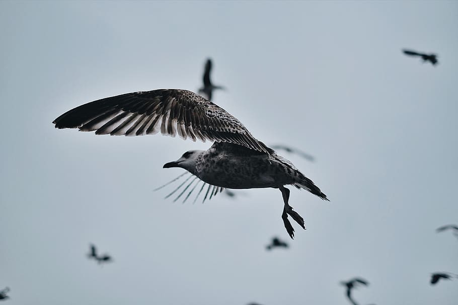 bird, beak, feather, animal, fly, clouds, flying, animal wildlife HD wallpaper