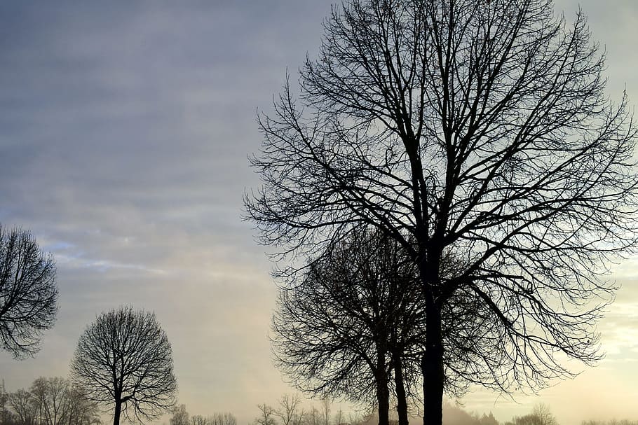 sky, clouds, cold, fog, haze, mood, morning mist, morgenstimmung HD wallpaper