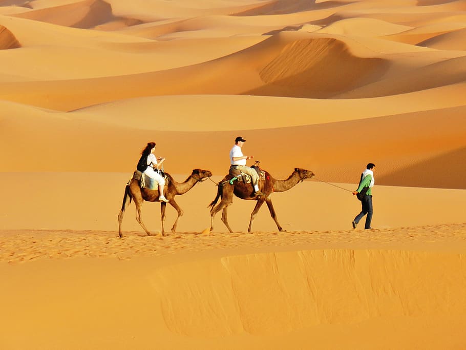 morocco, desert, dunes, mammal, sand, sand dune, camel, group of people HD wallpaper