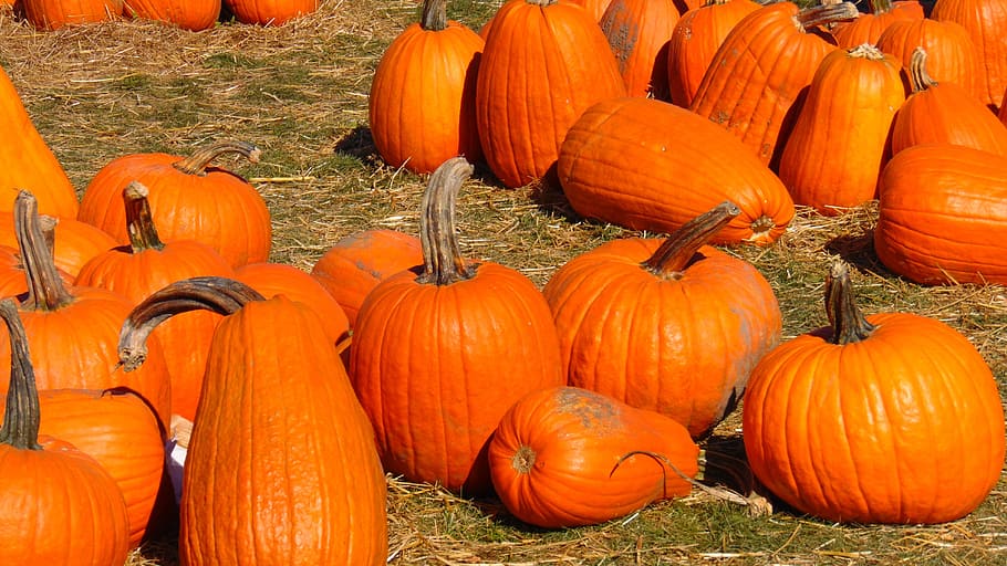Pumpkin Patch, Halloween, holiday, october, vegetable, orange HD wallpaper
