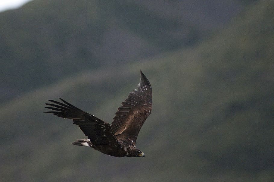golden eagle, flying, bird, wildlife, nature, predator, raptor HD wallpaper
