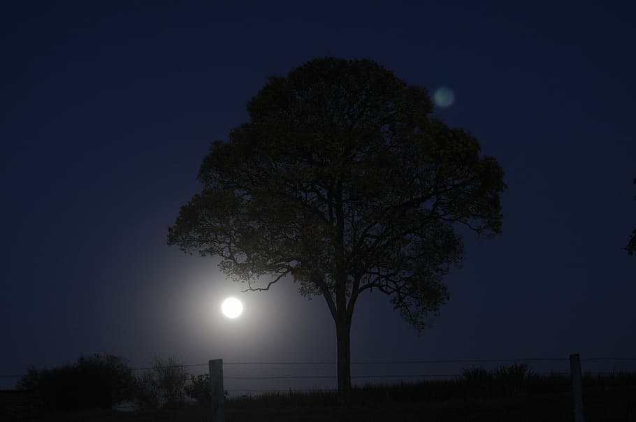 night, nature, moon, moonlight, nocturne, sky, tree, plant HD wallpaper