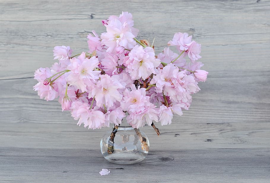 pink petaled flowers, cherry blossoms, branches, pink cherry blossom