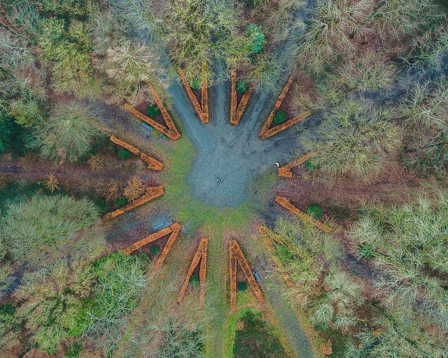 aerial view of trees, aerial view photography of forest, drone HD wallpaper