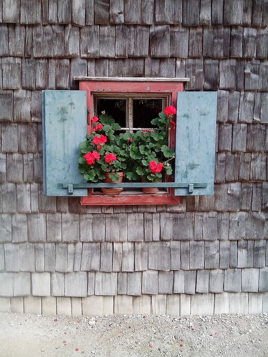 Window, Rural, Flower, outdoors, day, house, building exterior HD wallpaper