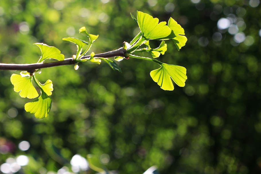 Gingko 1080P, 2K, 4K, 5K HD wallpapers free download | Wallpaper Flare