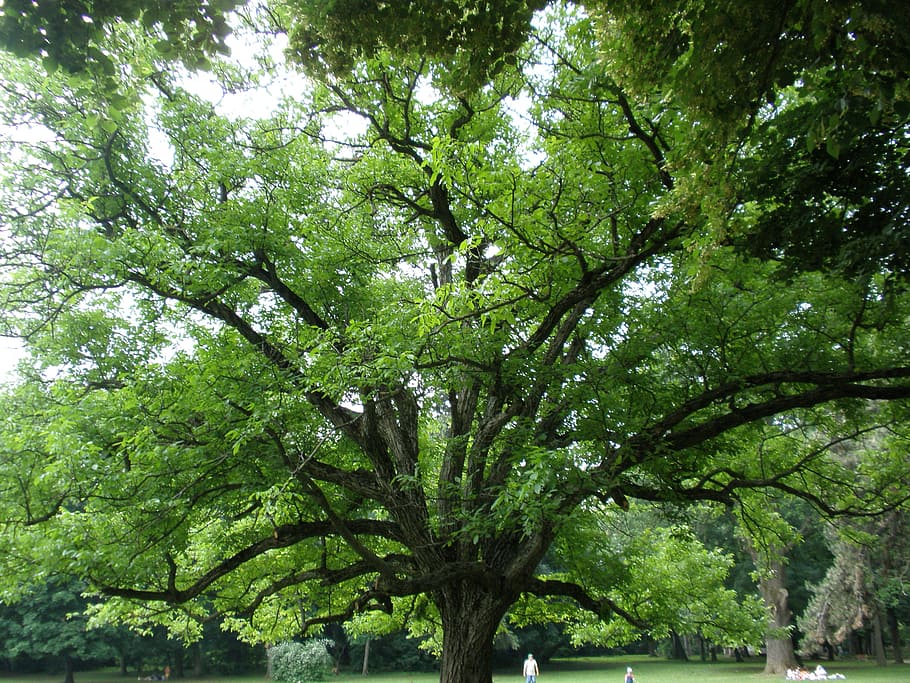 tree, leaf, landscape, plant, growth, green color, day, beauty in nature HD wallpaper