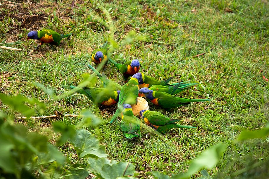 Bird, Rainbow, Parrot, Bread, Flight, colourful, animal, green HD wallpaper