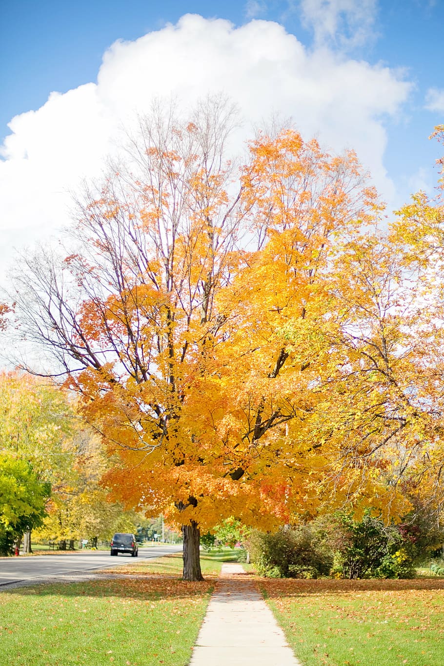 brown leafed tree during daytime, fall, autumn, yellow, nature HD wallpaper