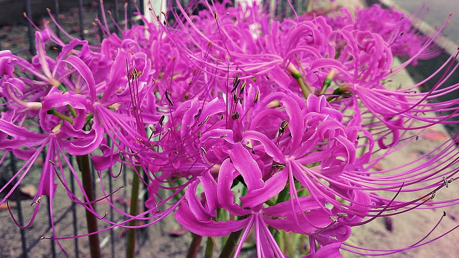 Lycoris, Radiata, Flower, purple, no people, close-up, nature HD wallpaper