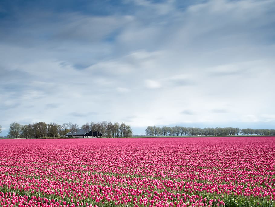 pink flowers during daytime, tulips flower field, farm house
