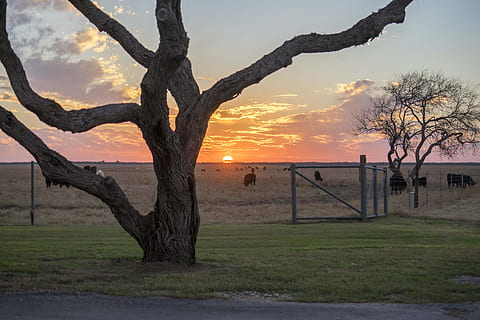 West Texas, Ranch, Sunset, tree, grass, nature, no people, outdoors HD wallpaper