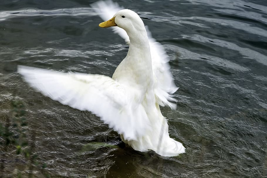 Duck, Pond, Wings, Feather, Water, Lake, bird, wildlife, waterfowl HD wallpaper