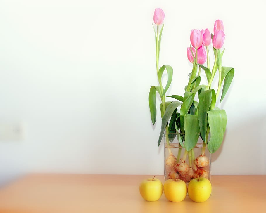 apple, pink, tulip, spring, bloom, fruit, flower, blooming HD wallpaper