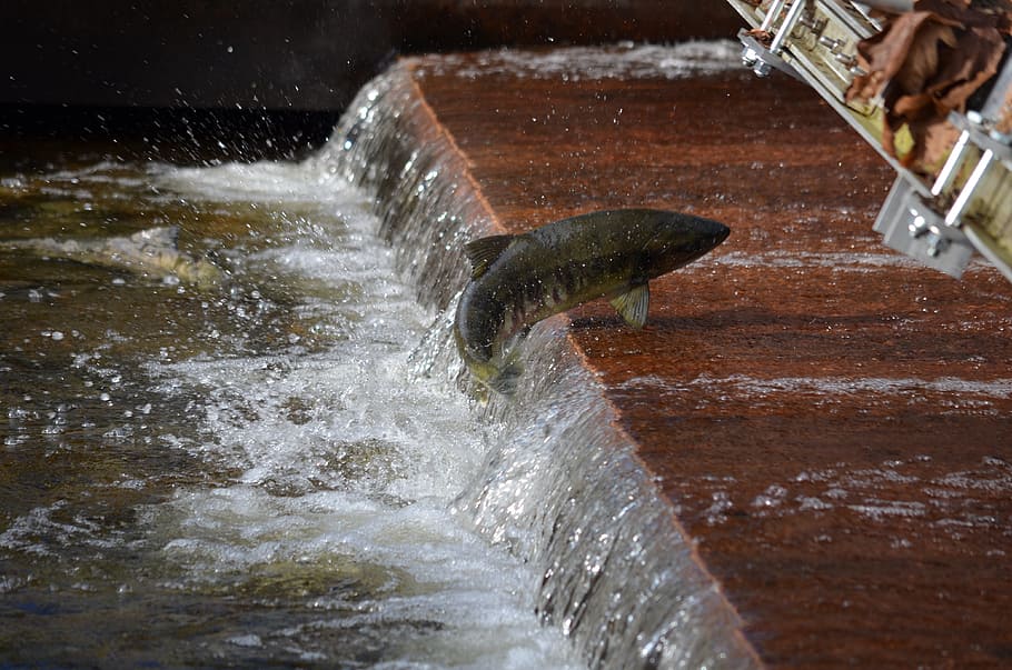 salmon, spawning, jumping, wildlife, fish, water, motion, splashing HD wallpaper
