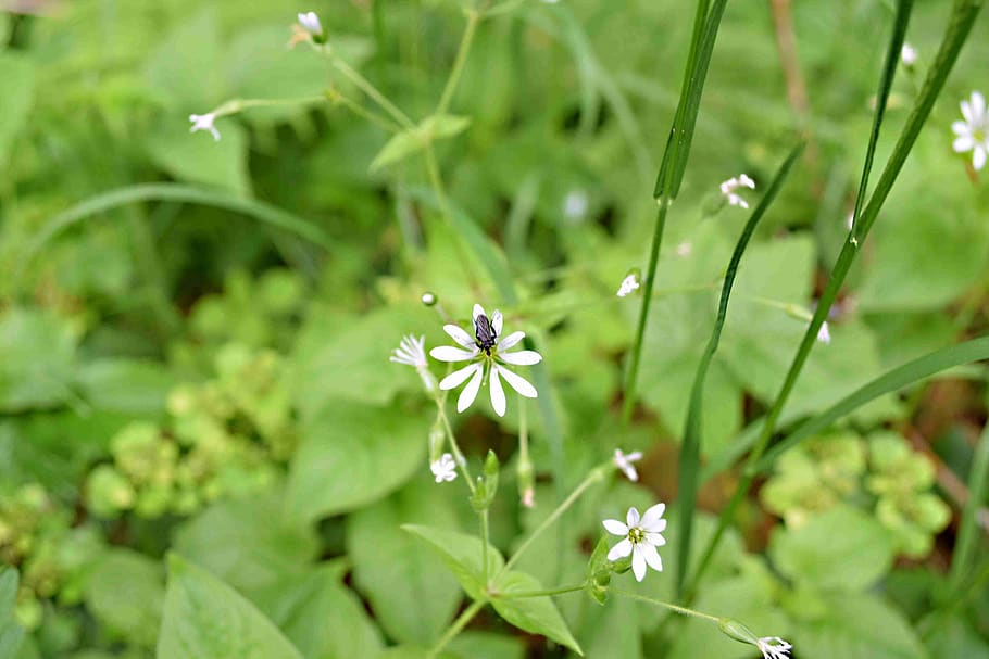 flower, beetle, plant, flowering plant, freshness, green color HD wallpaper