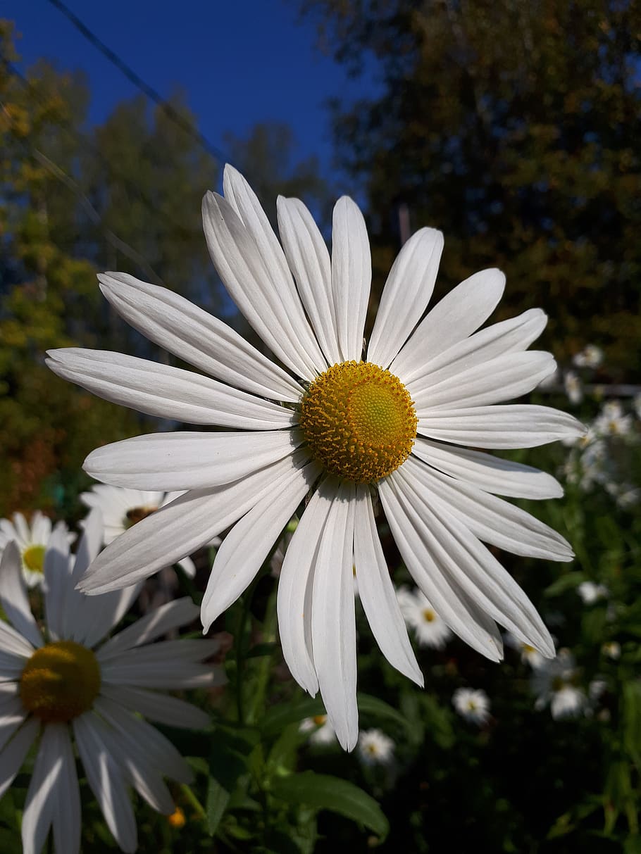 daisy, white, autumn, flower, flowering plant, fragility, vulnerability HD wallpaper