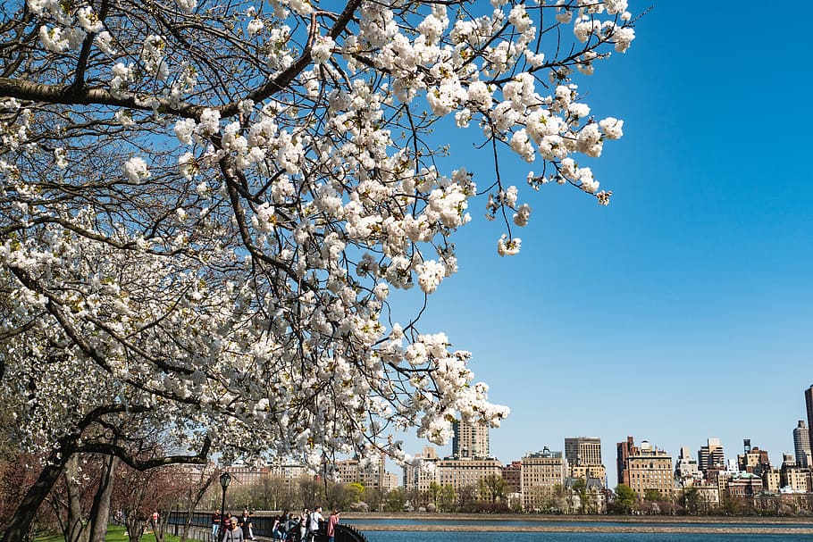 central park, spring, tree, branch, cherry, season, nature HD wallpaper