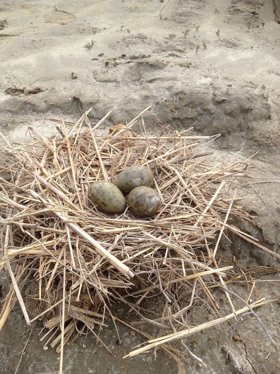 egg, nest, snipe, high angle view, no people, nature, food and drink HD wallpaper