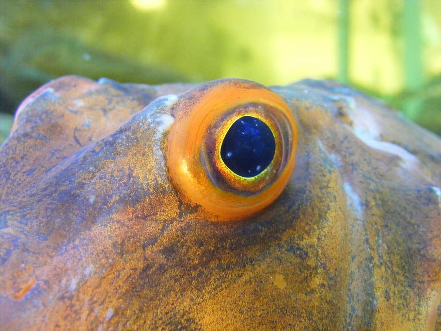 fish eye, watch, reptile, see, stare, look, view, animal wildlife HD wallpaper