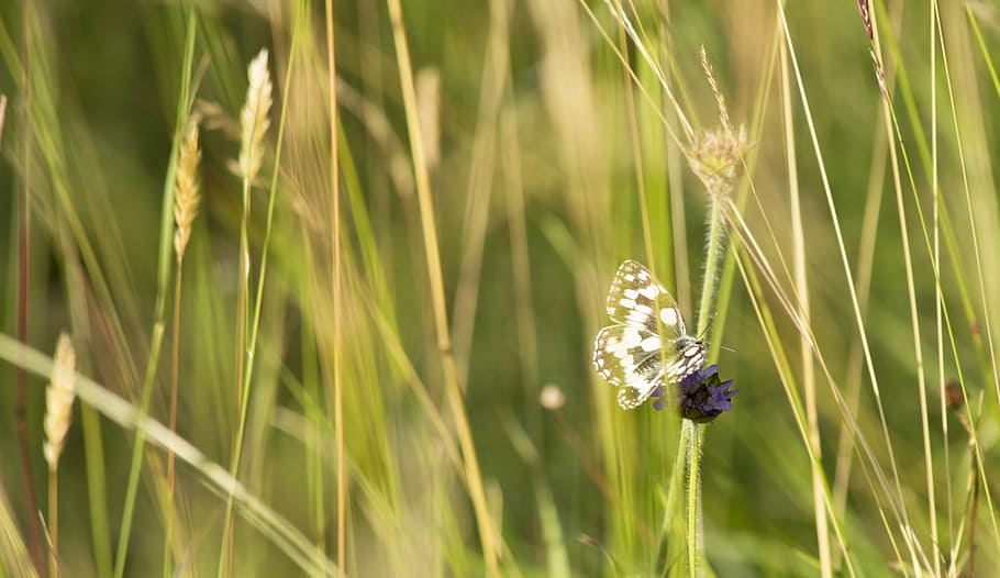 nature, butterfly, insect, spring, animal, garden, macro, plant HD wallpaper