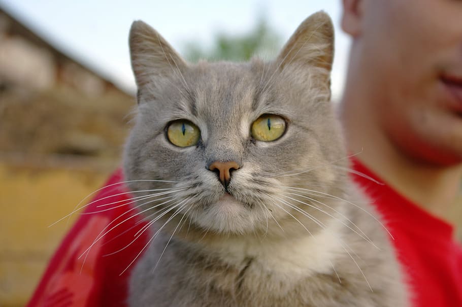 cute, cat, young, view, pet, closeup, snout, cat person, grey HD wallpaper