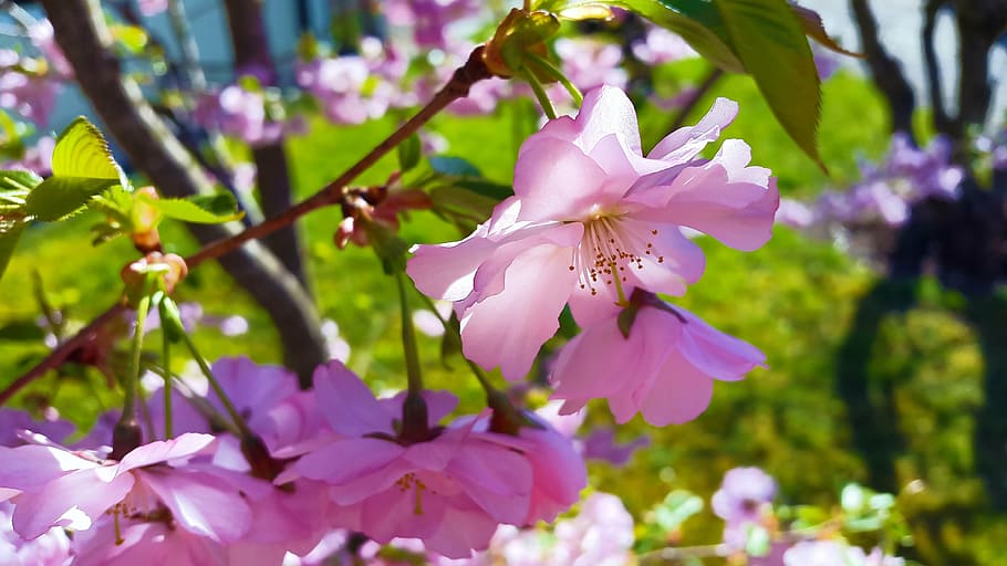 closeup photo of purple petaled flowers, blossom, bloom, spring HD wallpaper