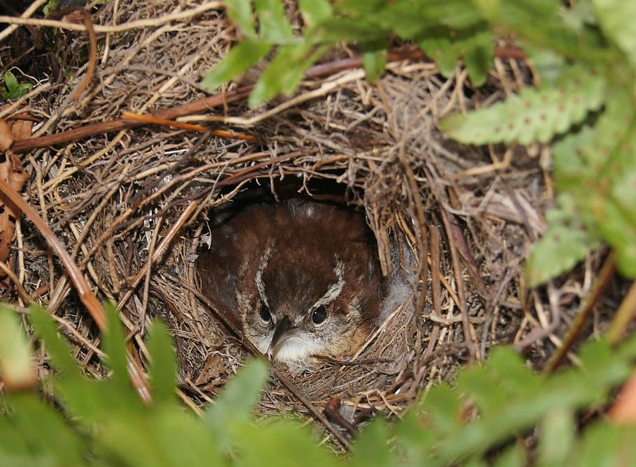 Bird, Nest, Nesting, Nature, Spring, animal, egg, branch, cute HD wallpaper
