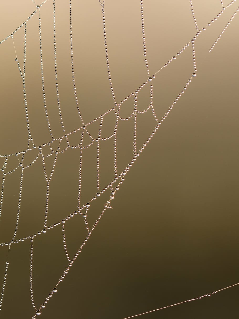 network, cobweb, morgentau, drip, dewdrop, drops of morning dew HD wallpaper