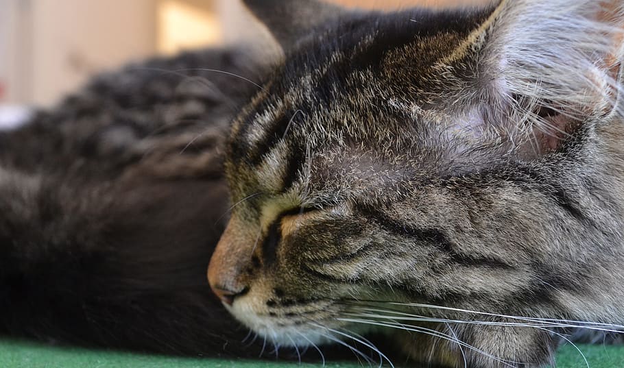 cat, sleeping, animal, kitten, pet, feline, domestic, kitty HD wallpaper