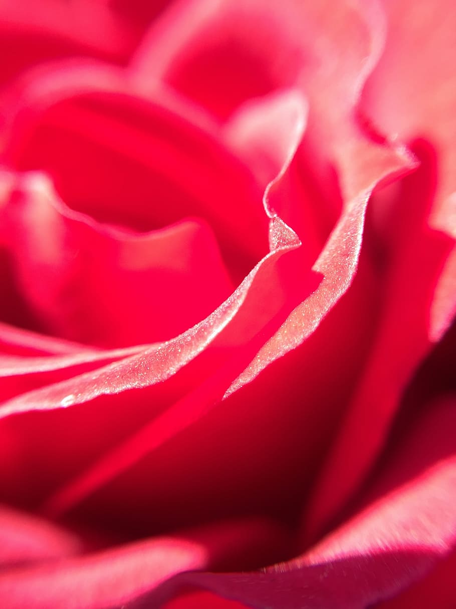rosa, red, beautiful, red rose, flower, roses, red roses, plants HD wallpaper