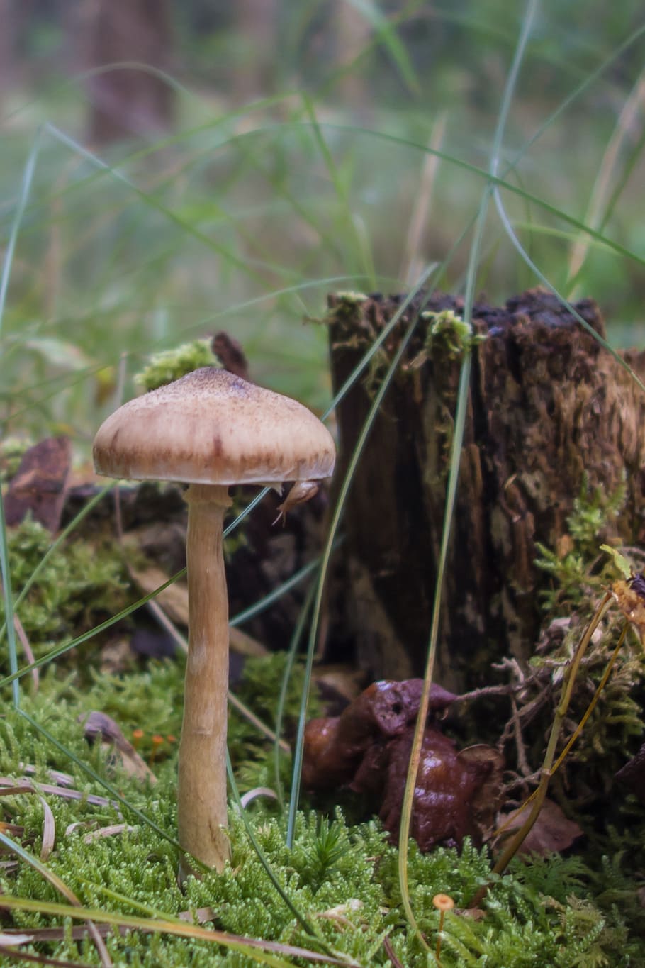 mushrooms, hat, autumn, forest, nature, moss, forest floor, HD wallpaper