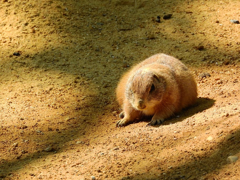 Black-Tailed Prairie Dog, cynomys ludovicianus, north american fauna, HD wallpaper