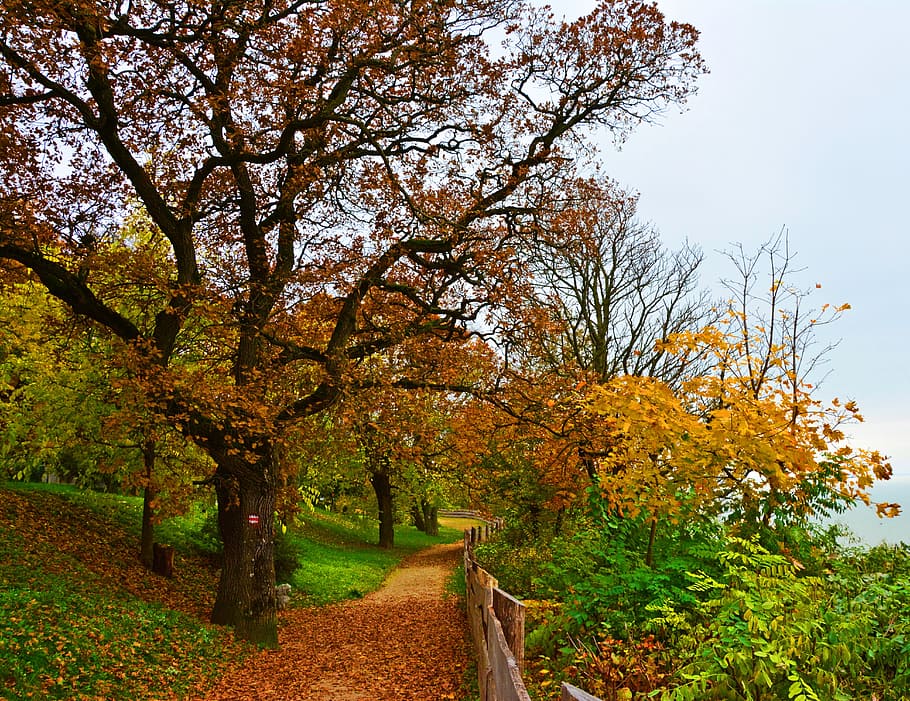 autumn, leaves, forest, tree, plant, change, growth, beauty in nature HD wallpaper