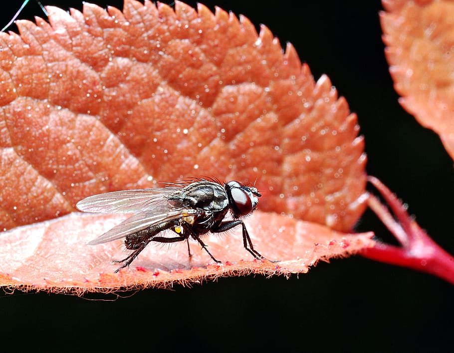 mucha, macro, insect, leaf, garden, bow tie, plant, closeup HD wallpaper