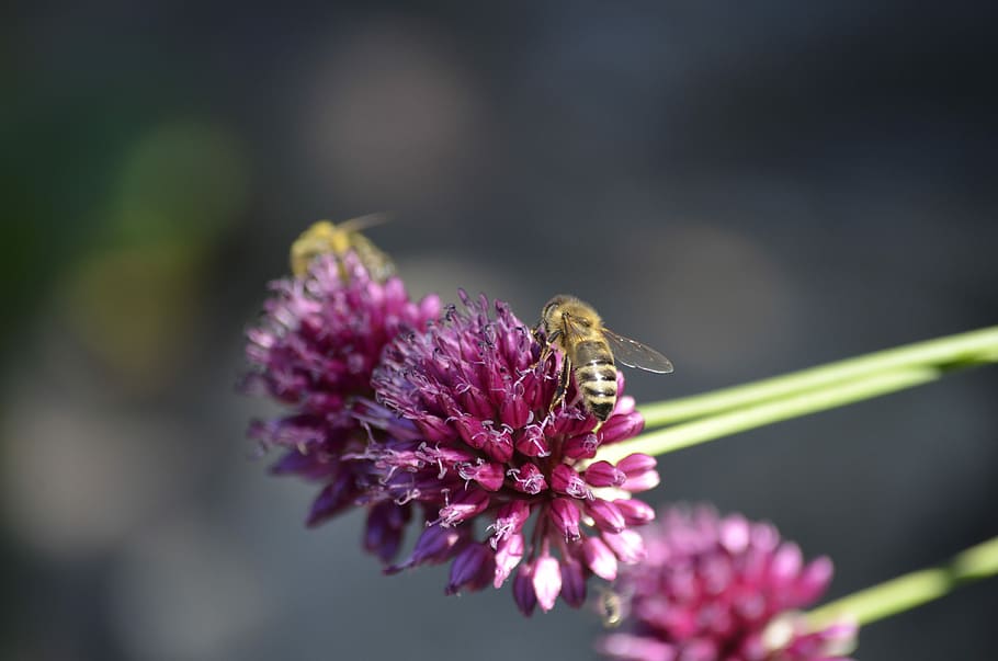 Bee, Blossom, Bloom, Flower, Nature, animals, insect, macro HD wallpaper