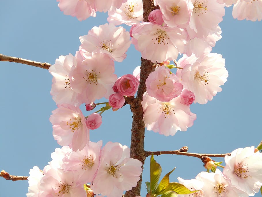 close-up photography of pink clustered flowers, cherry blossom