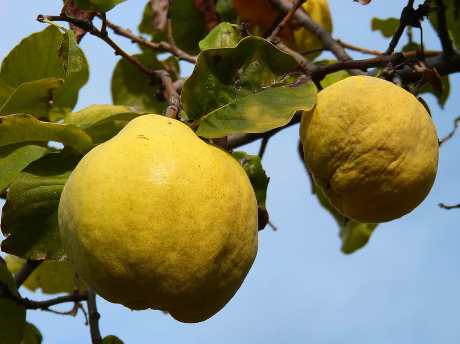 quince, yellow, tree, fruit, sky, autumn, healthy eating, leaf HD wallpaper